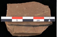 Foto (Detailansicht) von Glyptostrobus europaeus Brongniart (NHMW-GEO-2024-0188-0179)